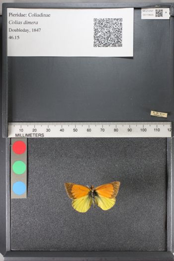 Media type: image;   Entomology 119605